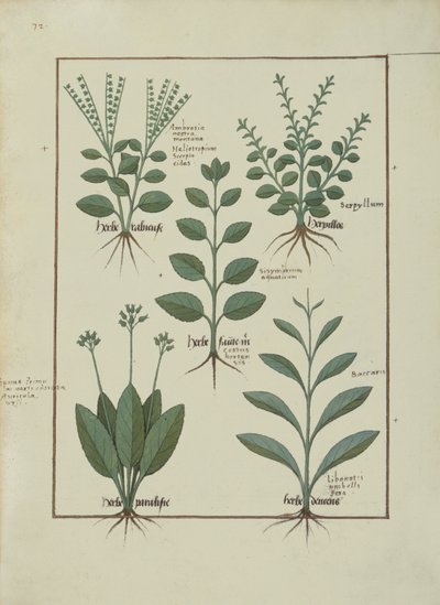 السيدة الاب. Fv VI  1 fol.147v رسم توضيحي من كتاب الأدوية البسيطة بواسطة Mattheaus Platearius (dc1161) c.1470 بواسطة Robinet Testard